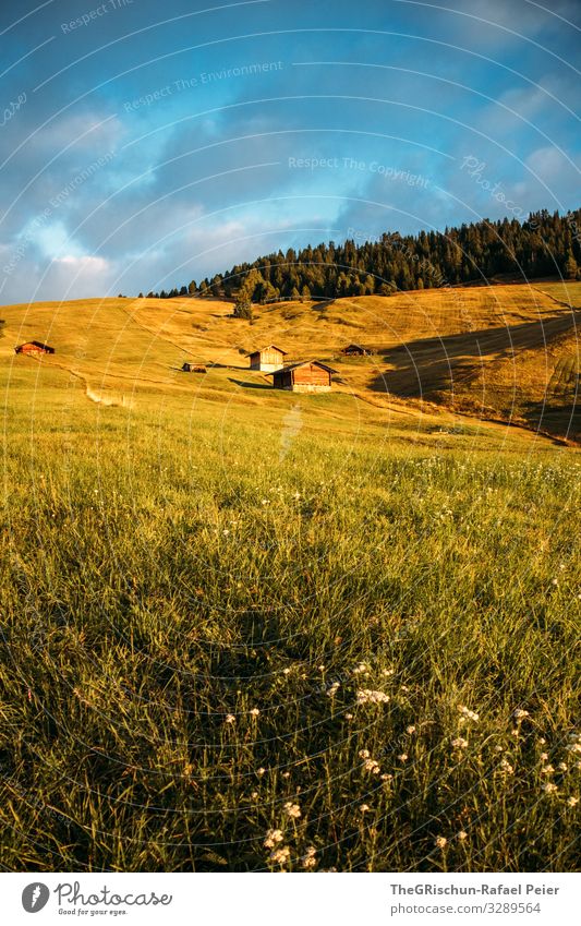 Alpe di Suisi - Alpe di Siusi Nature Yellow Gold Green Morning Sun Shadow Light Forest Clouds Hut Seiser Alm Dolomites Italy Colour photo Exterior shot Deserted