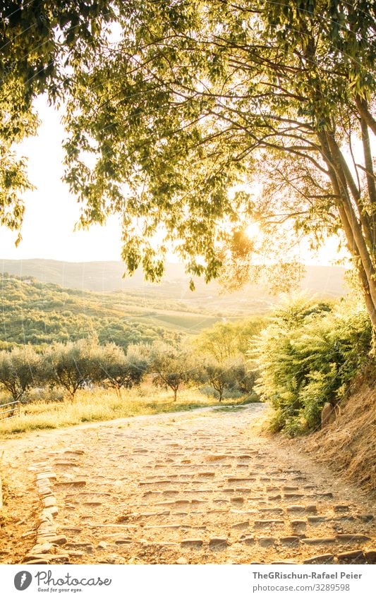 Croatia Nature Landscape Yellow Gold Sunset Lanes & trails Olive tree Stairs Travel photography Moody Tree Hill Colour photo Exterior shot Deserted