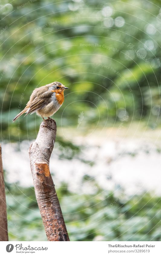 Bird with orange breast on a branch Branch Twig Nature Animal