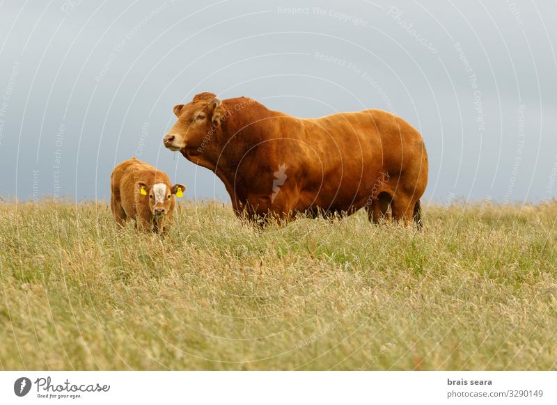 Bull and calf Food Meat Eating Agriculture Forestry Industry Family & Relations Nature Landscape Animal Climate change Grass Meadow Field Farm animal Cow 2 Herd