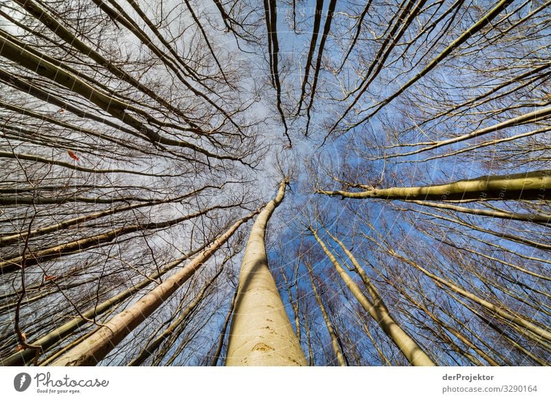 Beech forest on Rügen Vacation & Travel Tourism Trip Adventure Far-off places Freedom Hiking Environment Nature Landscape Plant Winter Beautiful weather Tree