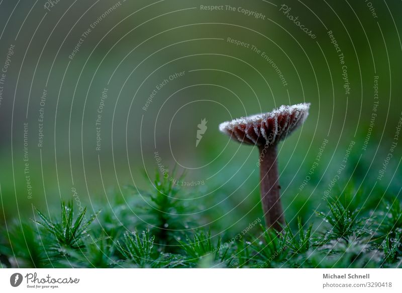 Frosty, lonely and small mushroom Mushroom Simple Small Natural Green Bravery Power Willpower Loneliness Uniqueness Colour photo Close-up