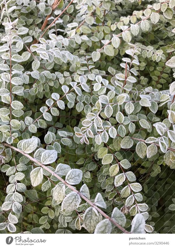 Frozen leaves of a bush in winter. Cold Environment Nature Winter green Frost bushes flaked Colour photo Subdued colour Close-up