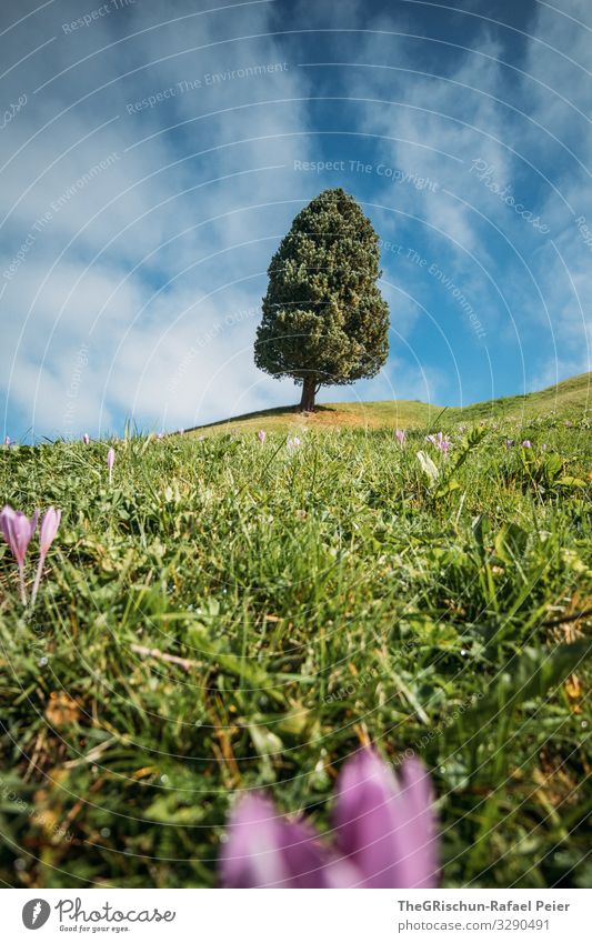 one tree Nature Esthetic Crocus Tree Green Pasture Clouds Blue sky Beautiful weather Growth Blossoming Grass Colour photo Exterior shot Deserted Copy Space top
