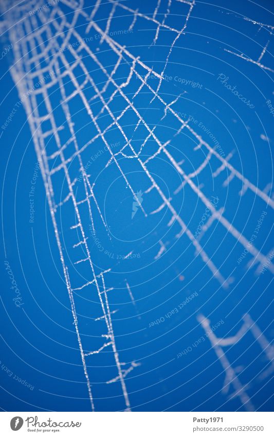 Frosty Spiderweb Nature Ice Spider's web Blue White Network Stability Colour photo Close-up Detail Macro (Extreme close-up) Deserted Copy Space left