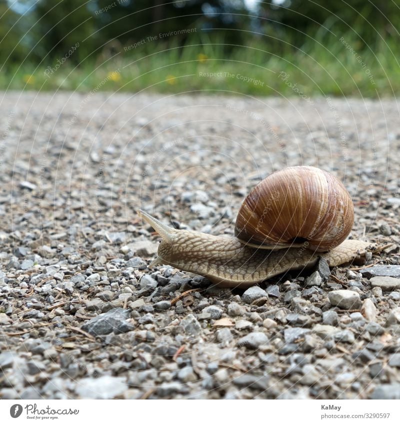 Close up of a Roman snail, Helix pomatia Nature Animal Bavaria Germany Europe Lanes & trails Wild animal Snail Vineyard snail 1 Crawl Brown Movement Loneliness