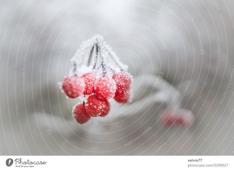 Frozen Berries Environment Nature Plant Winter Ice Frost Snow Bushes Berry bushes Cold Gray Red White Hoar frost Colour photo Exterior shot Close-up Deserted