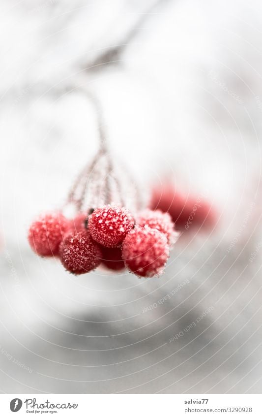 Ice Age | Frozen Nature Winter Frost Snow Plant Bushes Twig Berry seed head Fruit Cold Red White Hoar frost Berries Colour photo Exterior shot