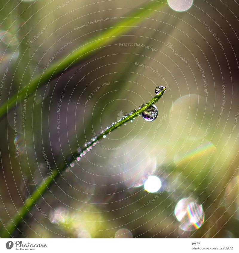water drop on a blade of grass Nature Plant Drops of water Beautiful weather Grass Meadow Fresh Healthy Glittering Bright Wet Natural Round Green Calm