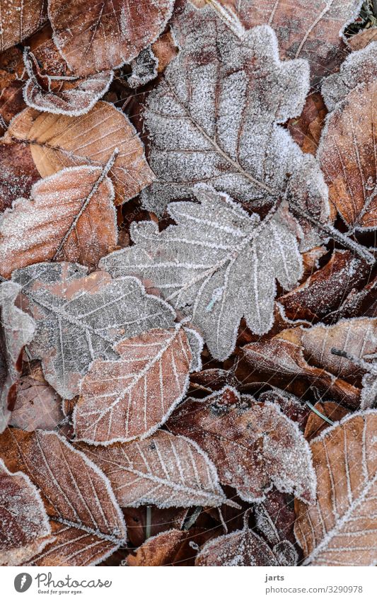 winter foliage Plant Autumn Winter Ice Frost Leaf Forest Lie Cold Natural Brown Gray Nature Frozen Colour photo Subdued colour Exterior shot Close-up Deserted