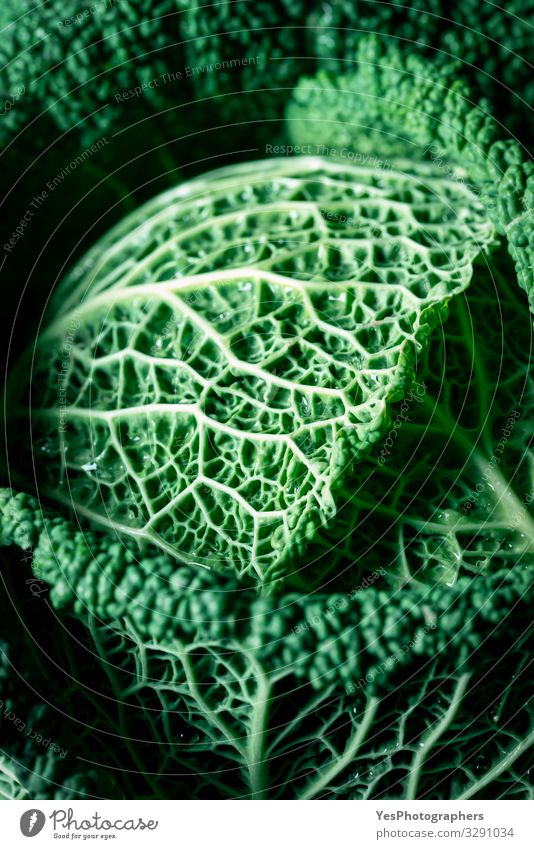 Green cabbage, healthy food, raw vegetables. Fresh cabbage macro Vegetable Nutrition Vegetarian diet Diet Healthy Eating Garden Plant Leaf Natural agriculture