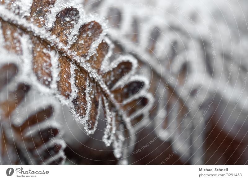 Frozen, wilted fern Environment Plant Winter Ice Frost Fern Cold Natural Dry Brown White Transience Limp Colour photo Subdued colour Close-up Copy Space right