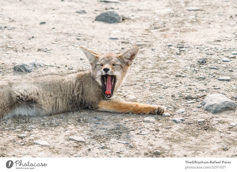 tired fox Animal 1 Brown Gray Pink Fox Stone Pelt Fatigue Cute Lie Goof off Ear Tongue Snapshot Colour photo Exterior shot Deserted Copy Space top