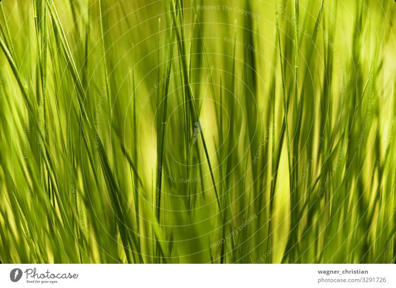 weed Nature Plant Green Grass Blade of grass Line Abstract Fresh Background picture Structures and shapes Colour photo Multicoloured Close-up Detail