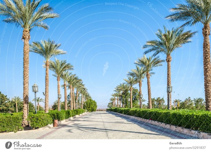 alley of date palms Egypt Sharm El Sheikh South Shinai Summer Sky Horizon Bushes Street Perspective Asia Blue sky Clear sky Date palm Greens landscape art sunny