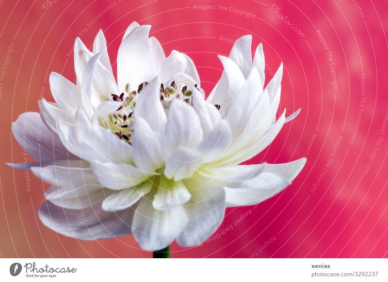white anemone against red background Decoration Flower Blossom Anemone Blossoming Large Beautiful Orange Red White Wood anemone Transience xenias Studio shot