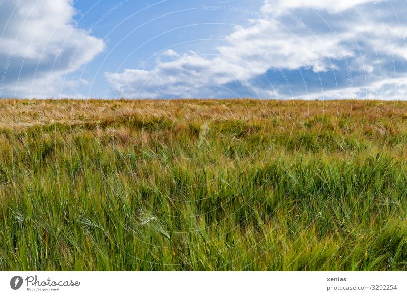 Cornfield with blue sky Grain Nutrition Organic produce Vegetarian diet Agriculture Forestry Nature Landscape Sky Clouds Summer Climate Beautiful weather Grass