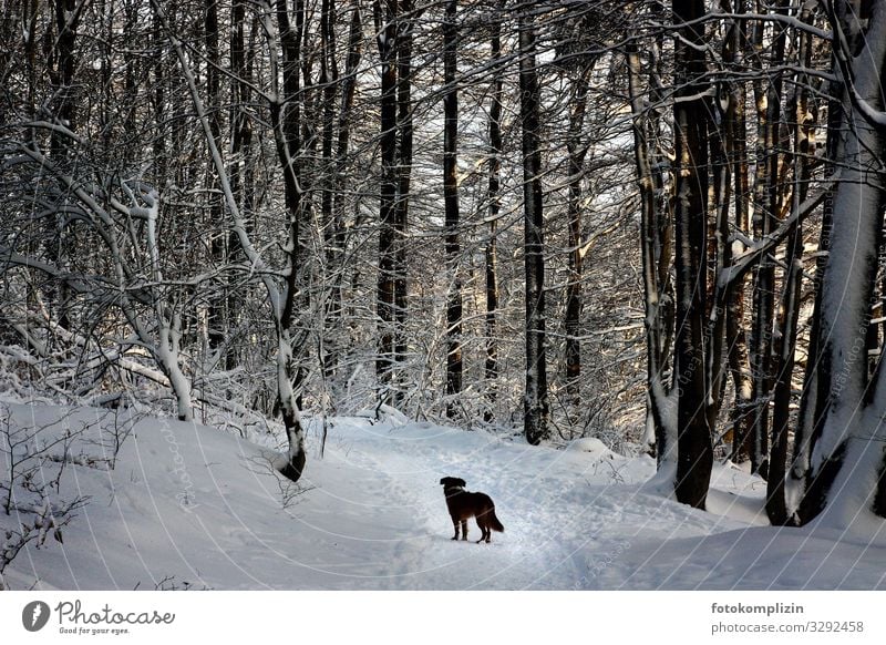 Dog in winter forest Winter Winter mood Winter forest Snowscape Hiking trip To go for a walk Forest walk Forest atmosphere Lanes & trails Pet Road marking