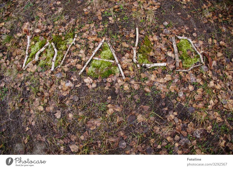 forest Environment Nature Plant Elements Earth Moss Sign Characters Brown Green Forest Woodground Stick Colour photo Subdued colour Multicoloured Exterior shot