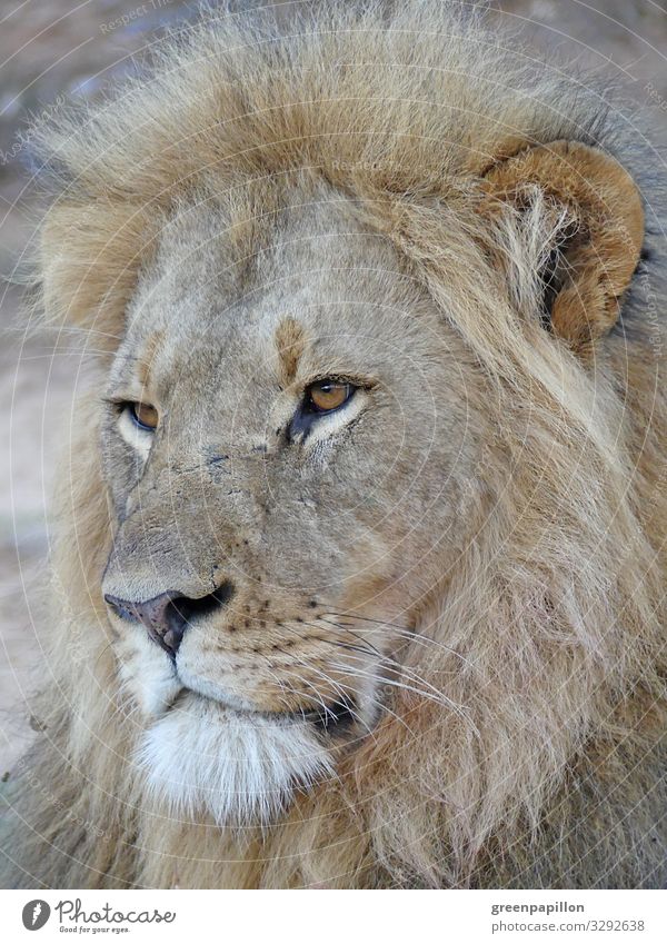 lion Lion Africa South Africa Safari Namibia Botswana Kenya Wild animal predator king of the animals Mane muscle holler Savannah Nature Beauty & Beauty Majestic