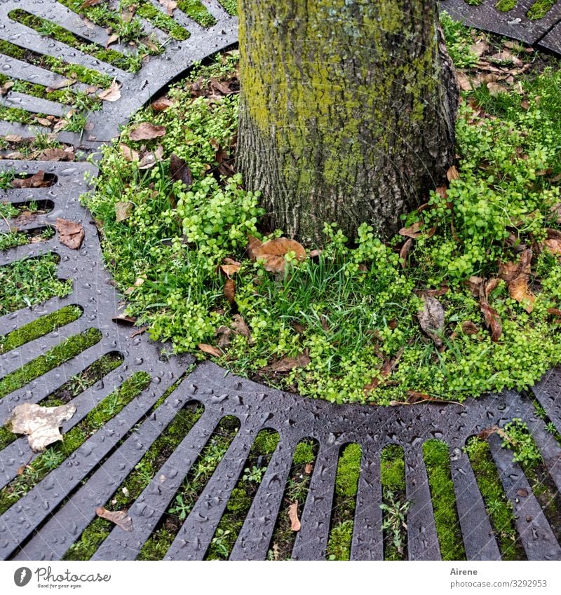surrounded Tree Tree trunk Round Gray Green Grating Surround Circle Circular Garden Bed (Horticulture) Natural growth Foliage plant Weed Autumn Autumn leaves
