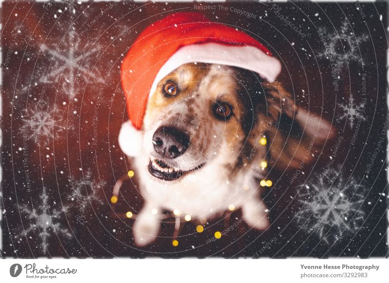 Santa's assistant Winter Cap Animal Pet Dog Illuminate Authentic Cool (slang) Happy Cute Positive Crazy Multicoloured Gold Red Black White Anticipation