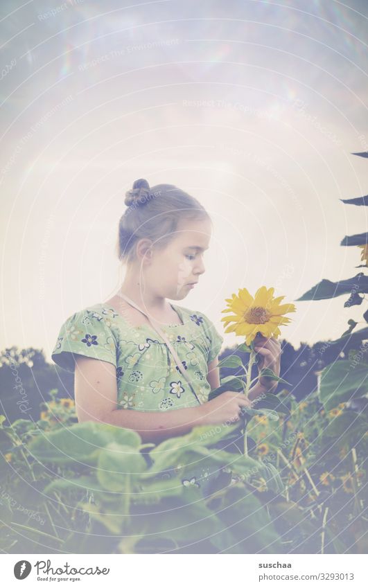 girl in a field of sunflowers looking at a sunflower Child Field Sunflowers Yellow Landscape Meadow Summer Nature natural Exterior shot Agriculture bleed