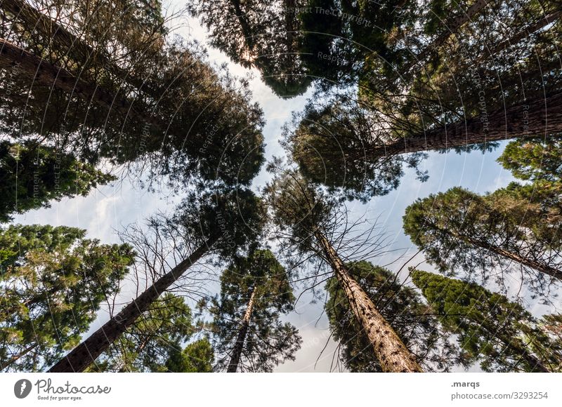 pine forest Wood upstairs Tree Tall Jawbone Nature Growth Environment pines Perspective Worm's-eye view Sky Beautiful weather
