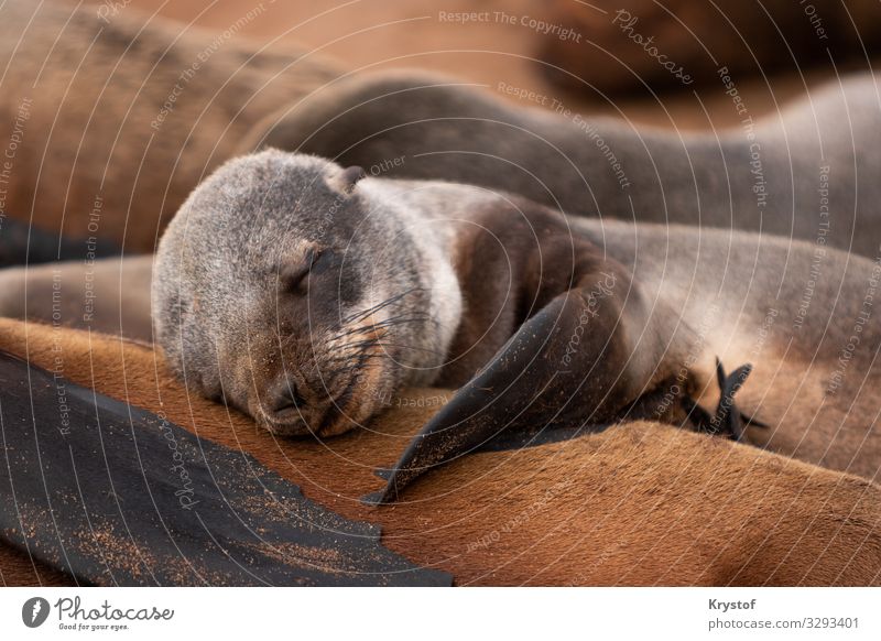 Sleeping cute seal Environment Nature Animal Emotions Moody Serene Namibia Africa Seals Colour photo Exterior shot Deserted Day Shallow depth of field