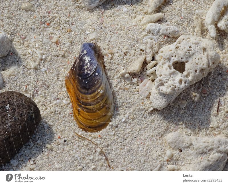 On the beach 1 Vacation & Travel Beach Sand Summer Beautiful weather Reef Mussel Gold Gray Violet White Protection Esthetic Colour photo Exterior shot Long shot