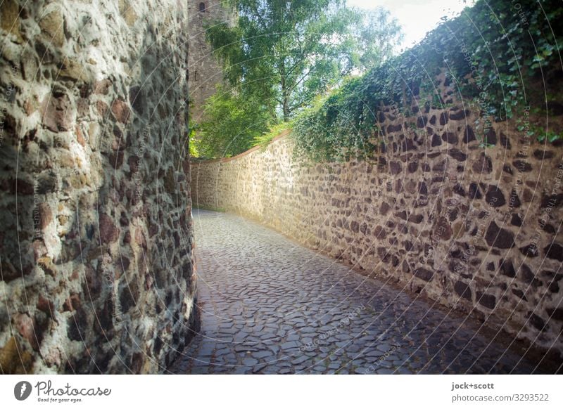 wall of silence Architecture World heritage Tree Ivy Old town Authentic Historic Long Inspiration Quality Style Tradition Past Old times Stone wall