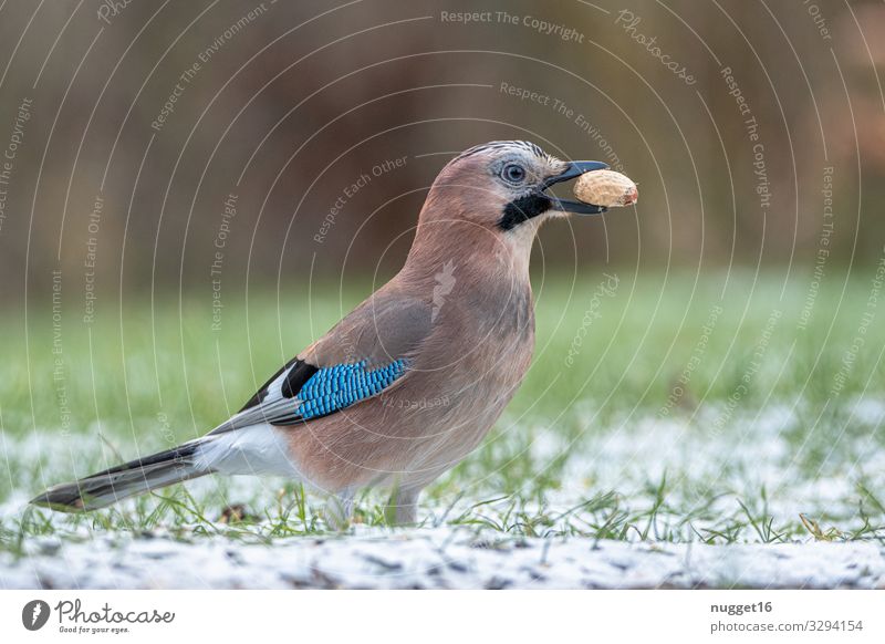 jays Environment Nature Animal Autumn Winter Bad weather Ice Frost Snow Grass Peanut Garden Park Meadow Forest Wild animal Bird Animal face Wing Claw Jay 1