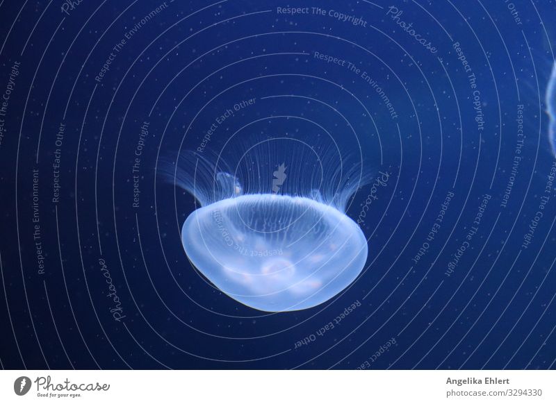 Jellyfish in the aquarium 1 Animal Water Observe Swimming & Bathing Esthetic Blue Power Respect Nature Colour photo Interior shot Underwater photo Deserted