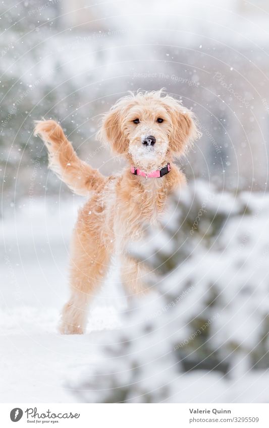First Snowfall Animal Elements Winter Weather Storm Long-haired Pet Dog 1 Stand Free Friendliness Happiness Fresh Healthy Happy Funny Joy Curiosity Adventure