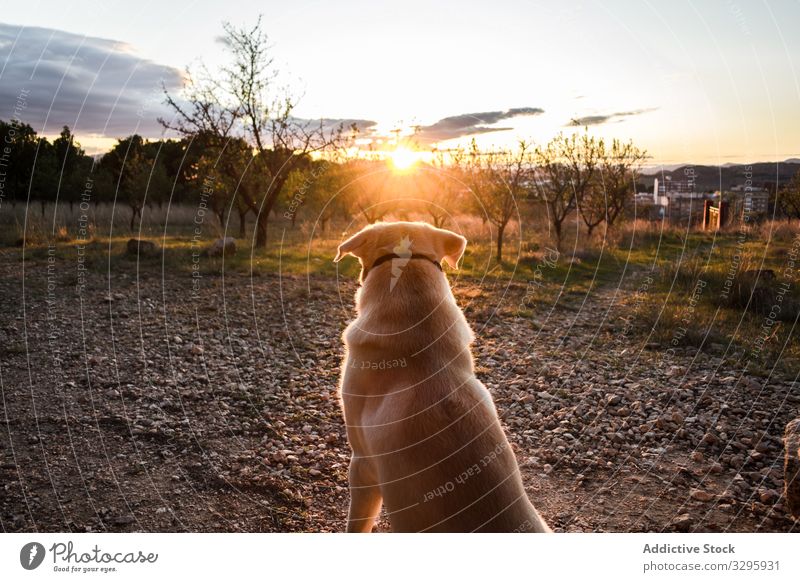 Dog watching sunset in countryside dog admire evening pet domestic obedient nature animal creature canine purebred pedigree loyal companion friend sundown dusk