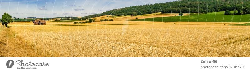 wheat field Summer Nature Yellow Background picture Wheat Wheatfield harvest season Holiday season Agriculture panorama out Field Beautiful Landscape
