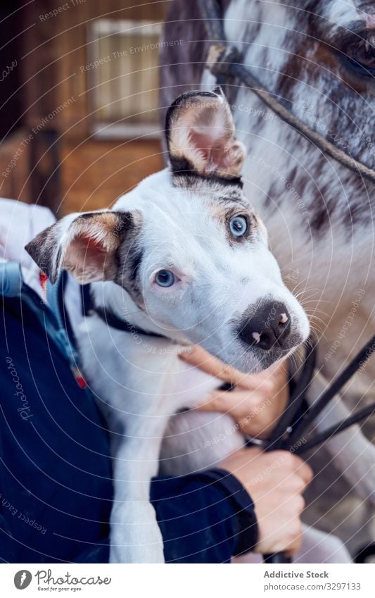 Border collie puppy with blue eyes green golden pet mammal looking lovely domestic spring adorable fur litter outside little friend outdoors small sheepdog