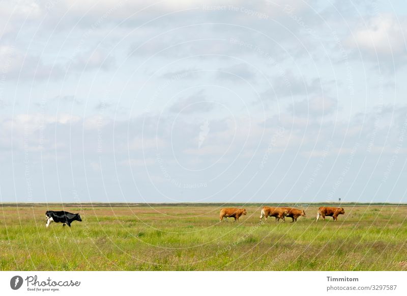 Some cattle have had enough and go home cows Meadow Willow tree Grass Plain Flat Herd Sky Clouds Horizon Green Blue White Agriculture Farm animal Denmark