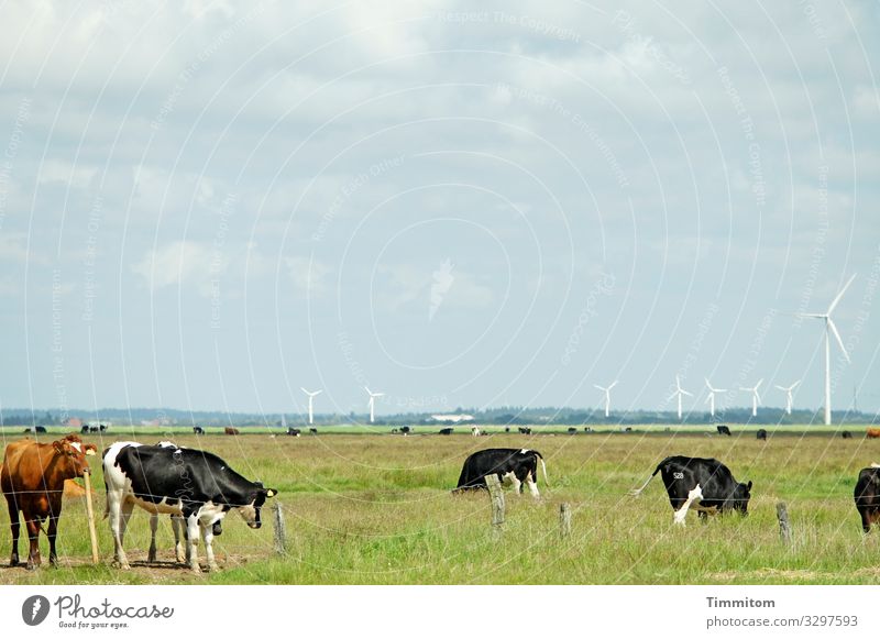 Some cattle and some windmills cows Meadow Willow tree Plain Fence Pinwheel wind farm Sky Clouds Green Blue White Denmark Herd Agriculture Farm animal