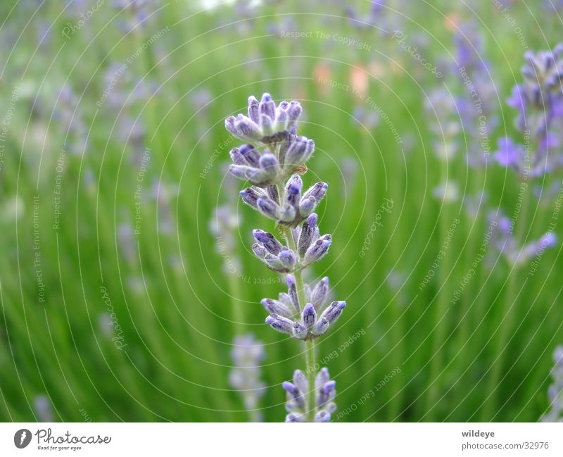 lavender Lavender Green Plant Blade of grass Blossom Blue Close-up Seed Medicinal plant