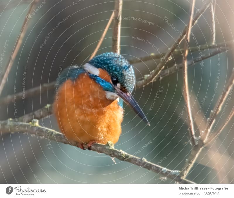 Kingfisher waiting for prey Nature Animal Sunlight Beautiful weather Tree Twigs and branches Lakeside River bank Wild animal Bird Animal face Wing Claw Head