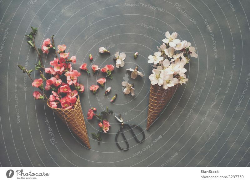 Flowers in ice cream cone on cement background Design Scissors Nature Bouquet Love Natural Pink Romance Ice-cream cone cornet Waffle flat lay Top Vantage point