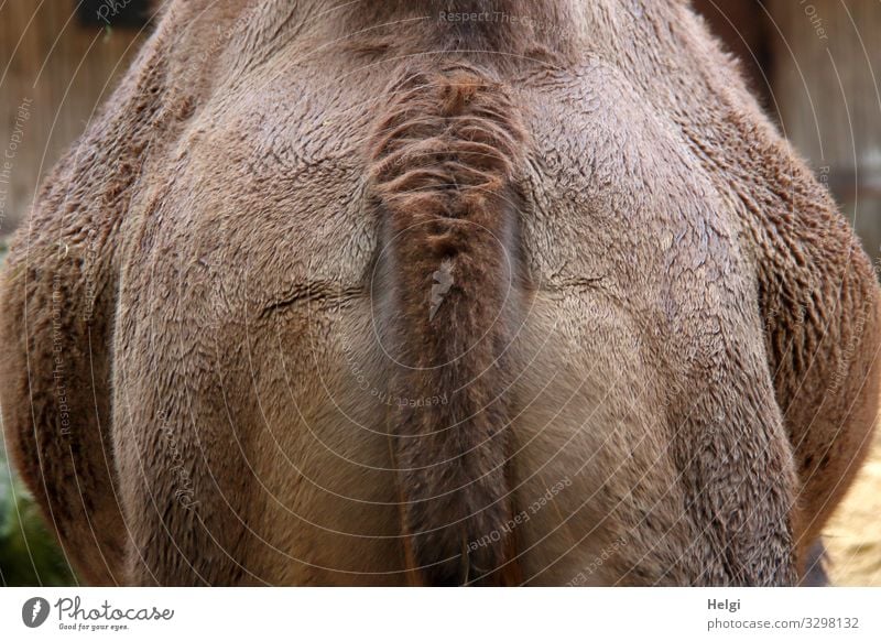 Rear view of a camel with a big belly Animal Wild animal Pelt Zoo 1 Stand Authentic Fat Uniqueness Natural Brown Colour photo Subdued colour Exterior shot