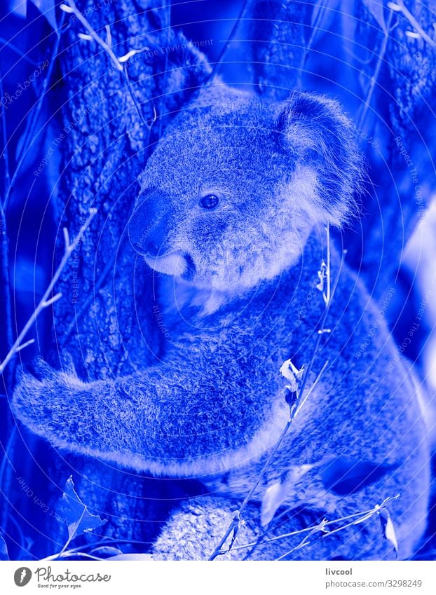 Koala in blue III, Australia Vacation & Travel Trip Adventure Family & Relations Group Nature Animal Tree Forest Wild animal 1 Sleep Authentic Cool (slang)