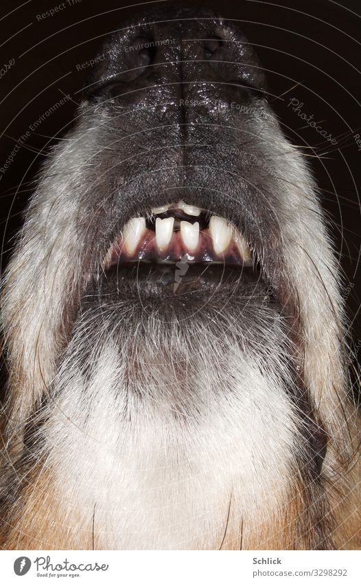 Collie dog teeth Animal Pet Dog 1 Brown Gray Black White Detail detail dog's nose Teeth Set of teeth sniff hair Dog's snout Nose Wet Abstract Rich in contrast