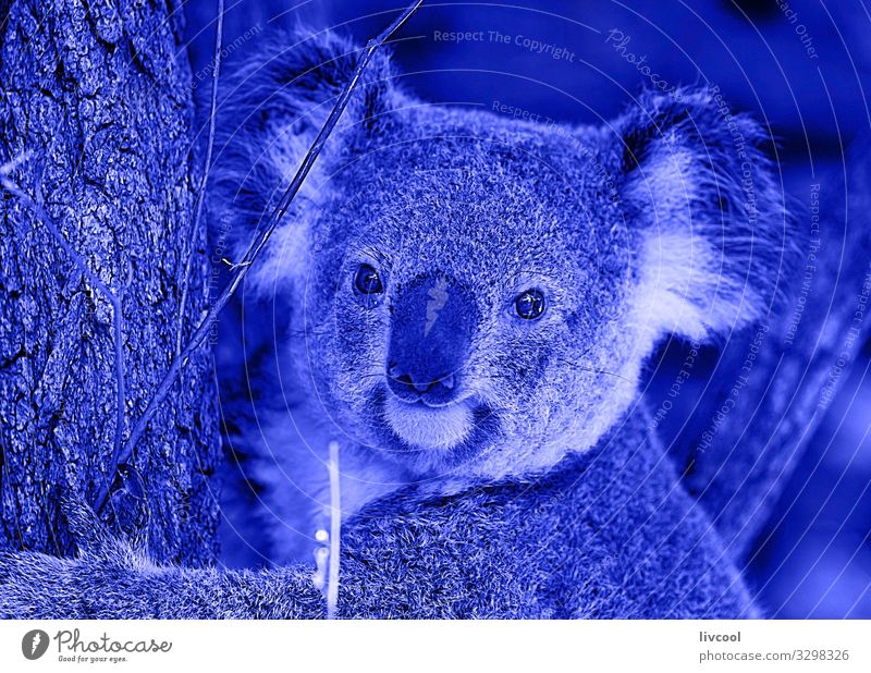nice koala in blue , brisbane-australia Vacation & Travel Trip Adventure Family & Relations Group Nature Animal Tree Leaf Forest Wild animal Animal face 1 Sleep