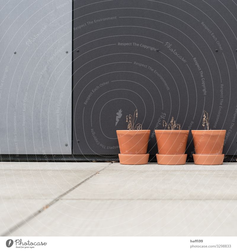 three withered potted plants with tomatoes in front of urban facade Climate change Warmth Drought Agricultural crop Pot plant Building Wall (barrier)