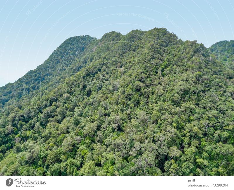 overgrown mountains at Langkawi Mountain Nature Landscape Plant Tree Forest Virgin forest Hill Wood Environmental protection Overgrown Malaya kedah Natural