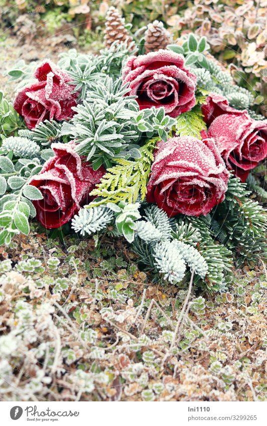 Ostrich on the grave Winter Ice Frost Flower pink Sign Brown Green Red White Ledger Bouquet Hoar frost Wax Canned Lie Memory Remember Sadness Colour photo