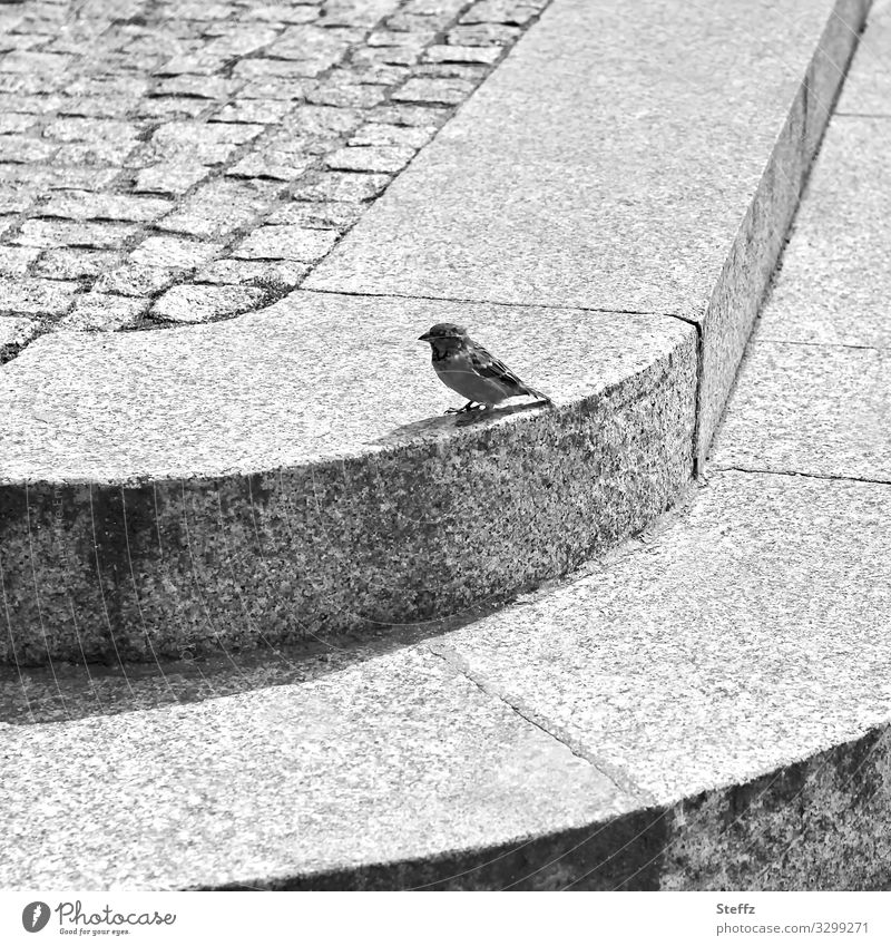 FORGET-ME-NOT Sparrow Bird passer domesticus House sparrow Wild bird Songbirds indigenous bird native bird Sidewalk Cobbled pathway Habitat plastered Curbside